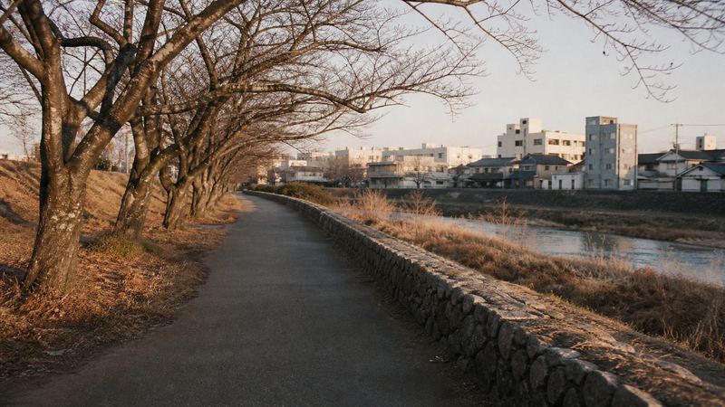夕方の川沿いの遊歩道と桜並木（イメージ）